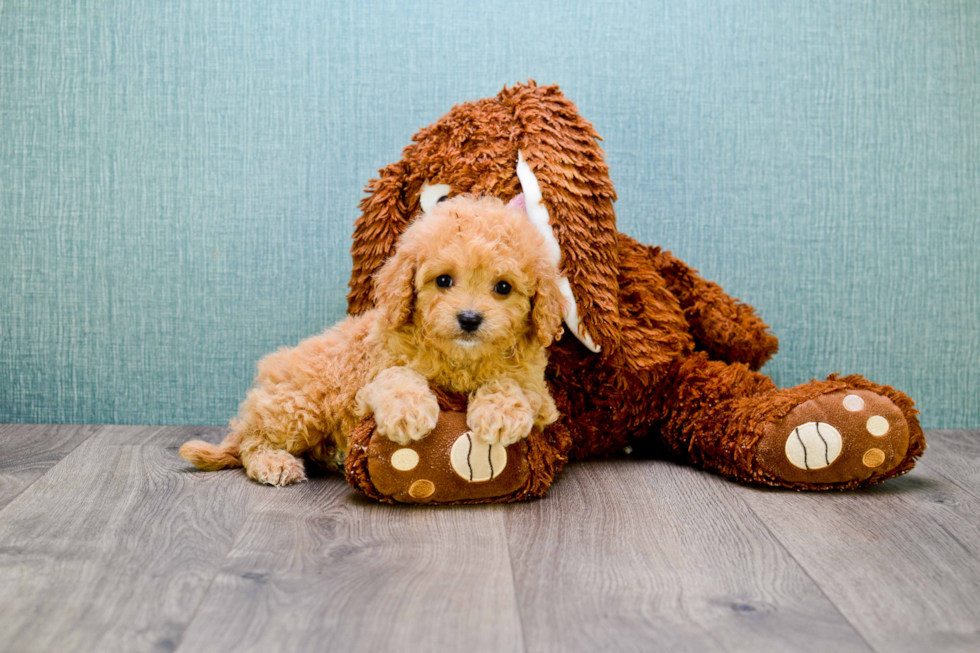 Funny Cavapoo Poodle Mix Pup