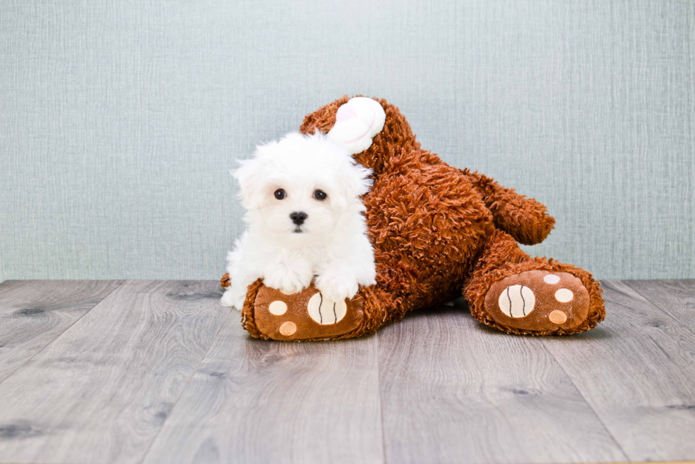 Maltese Puppy for Adoption