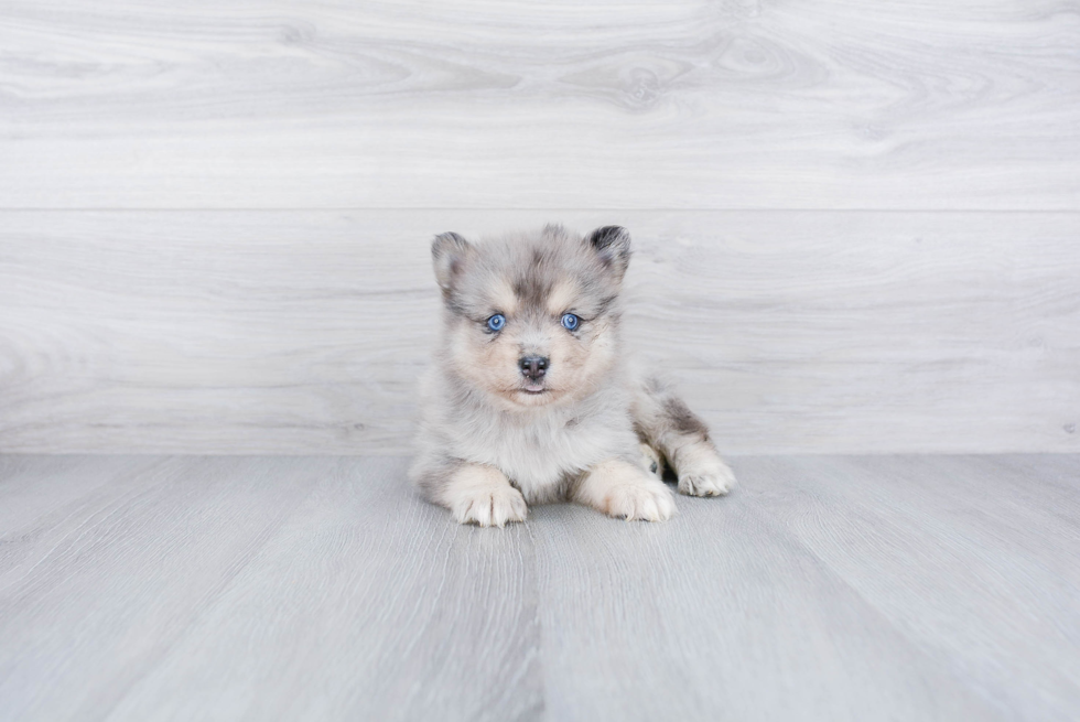 Cute Pomsky Baby