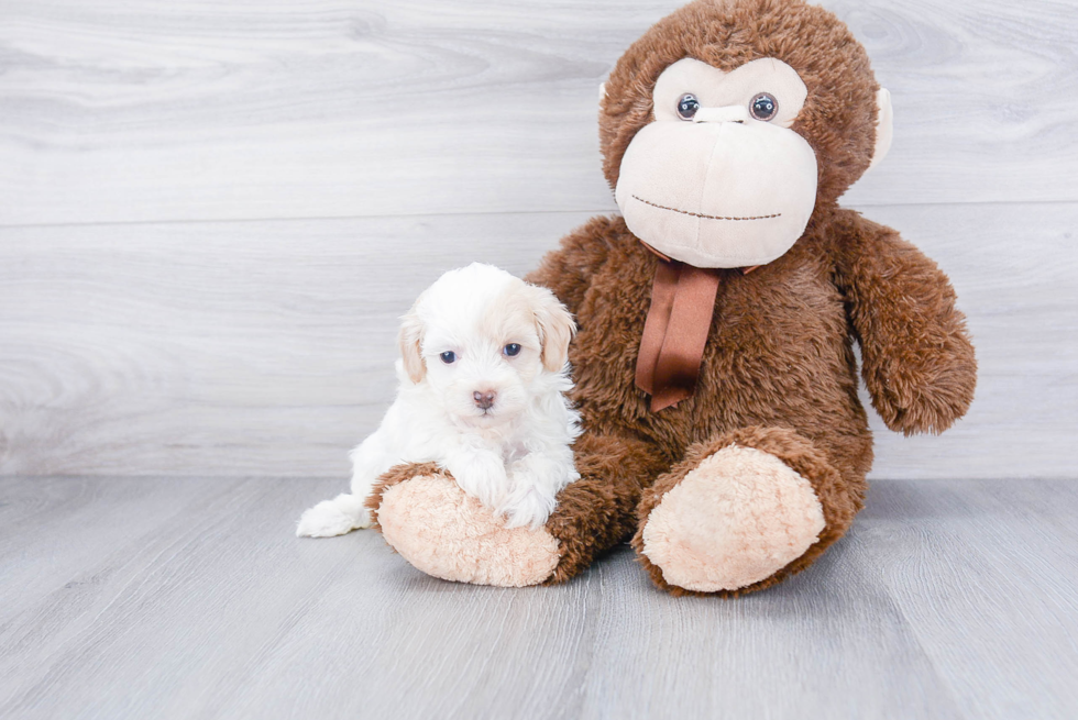 Small Maltipoo Baby