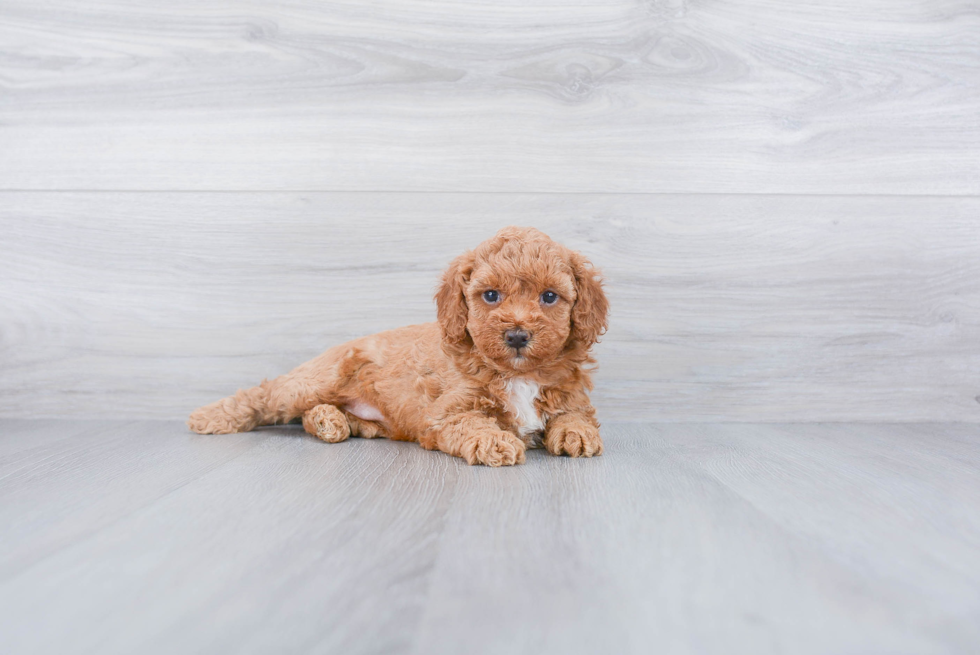 Mini Goldendoodle Pup Being Cute