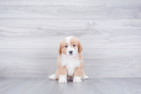 Friendly Mini Bernedoodle Baby