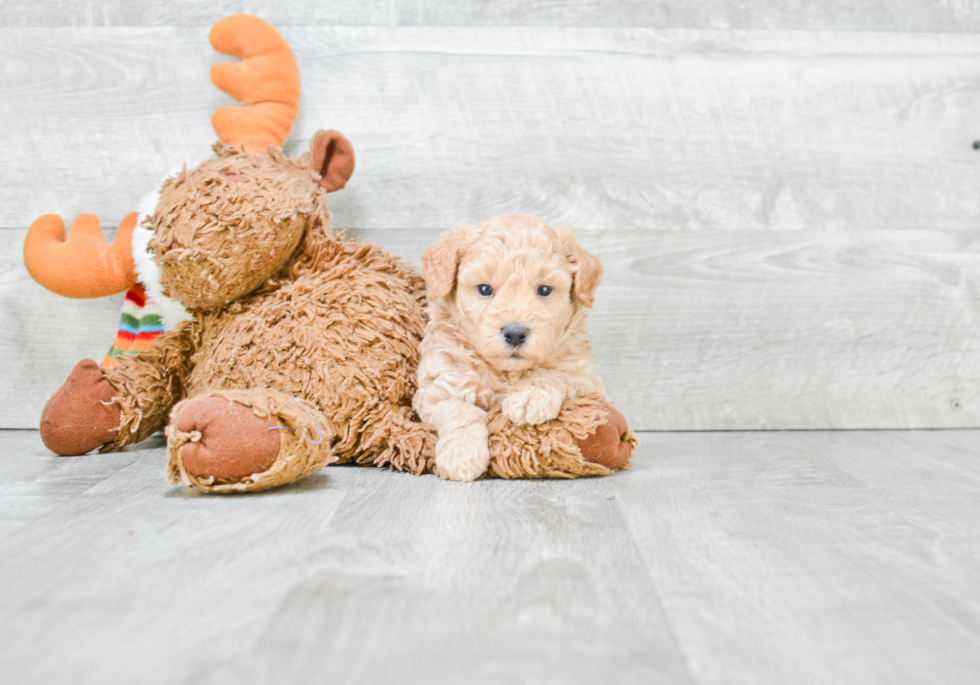 Small Maltipoo Baby