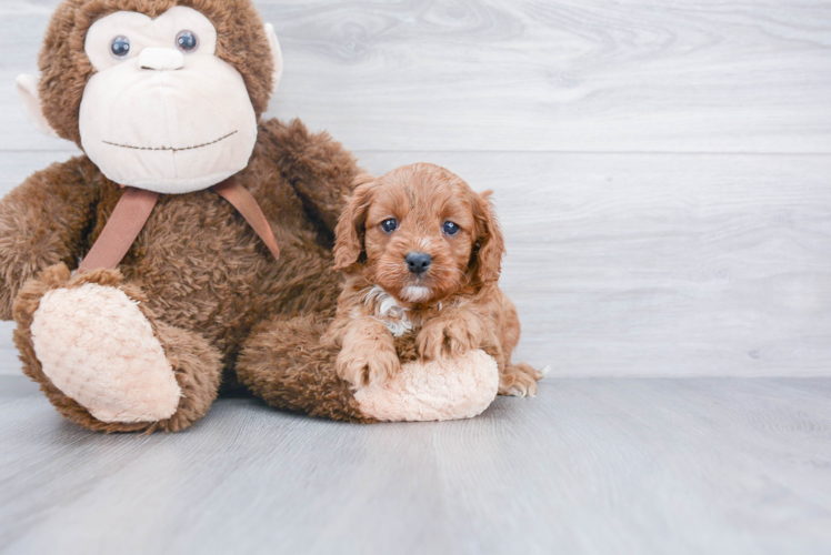 Cavapoo Puppy for Adoption