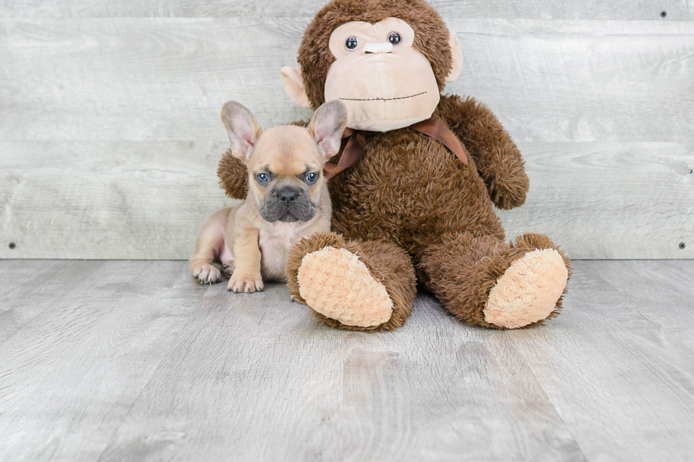 French Bulldog Pup Being Cute