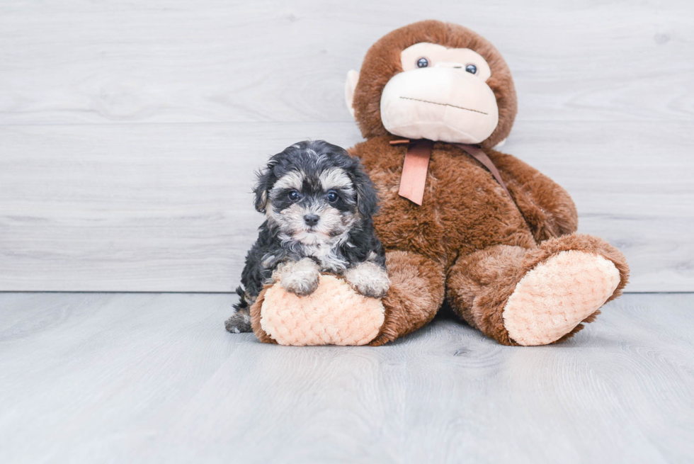 Maltipoo Puppy for Adoption