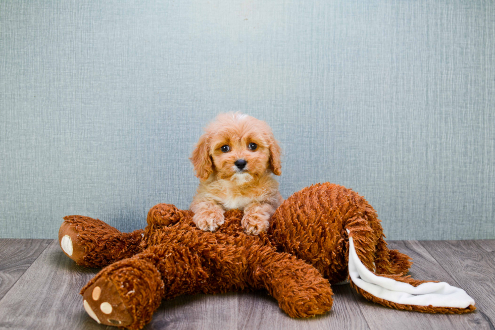 Smart Cavapoo Poodle Mix Pup