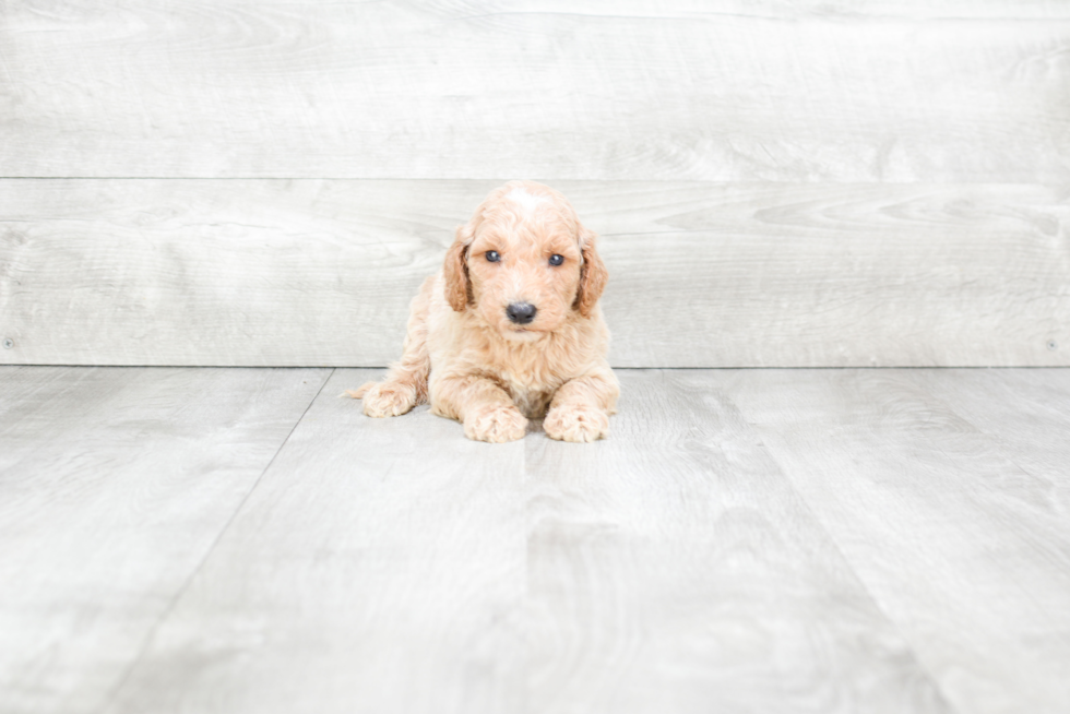 Playful Golden Retriever Poodle Mix Puppy