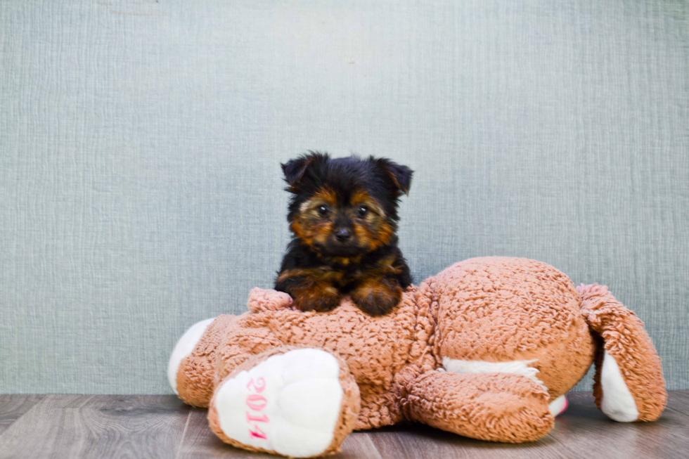 Meet Roscoe - our Yorkshire Terrier Puppy Photo 