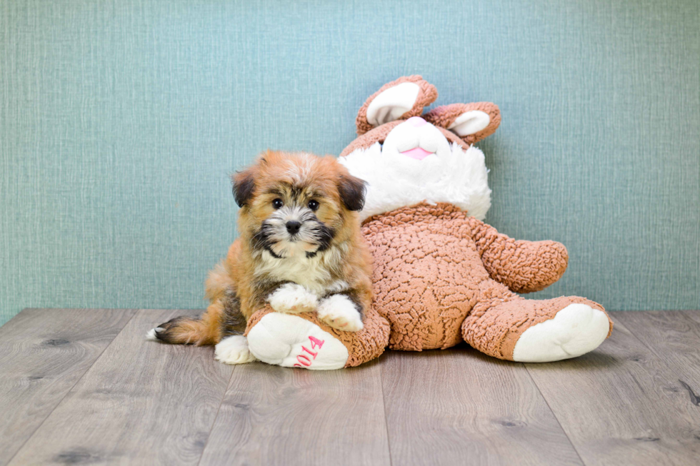 Cute Havanese Purebred Puppy