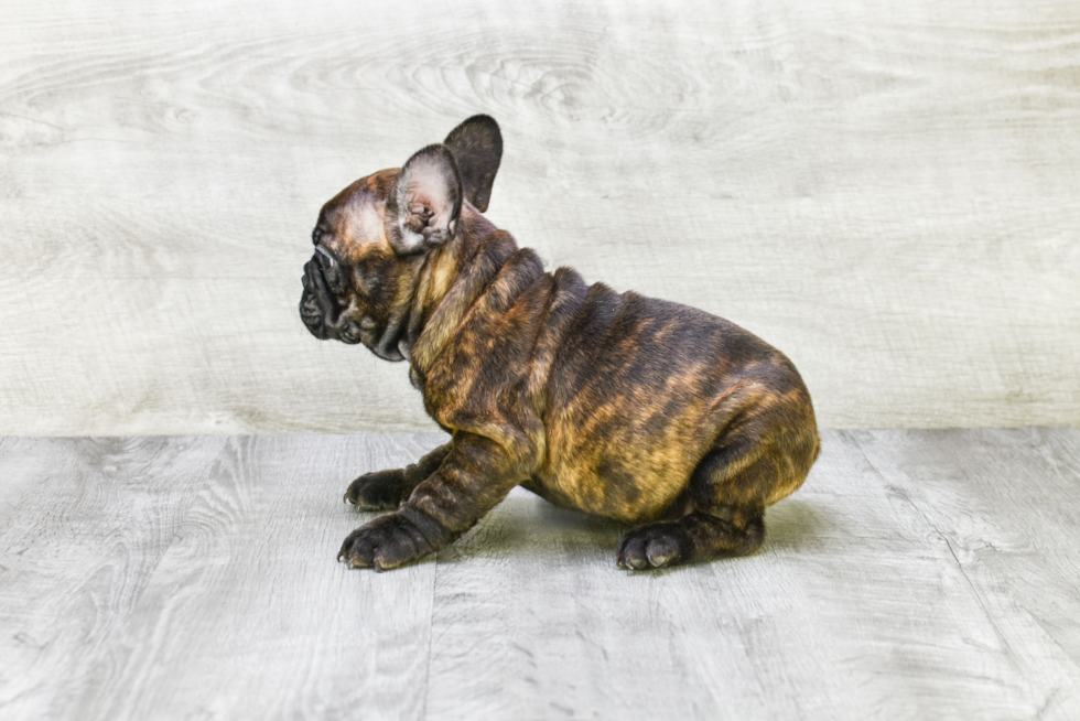 Small French Bulldog Baby