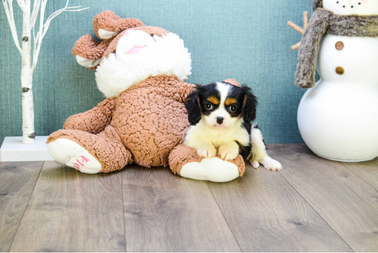 Cavalier King Charles Spaniel Puppy for Adoption