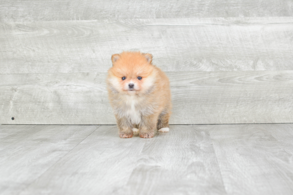 Cute Pomeranian Purebred Puppy