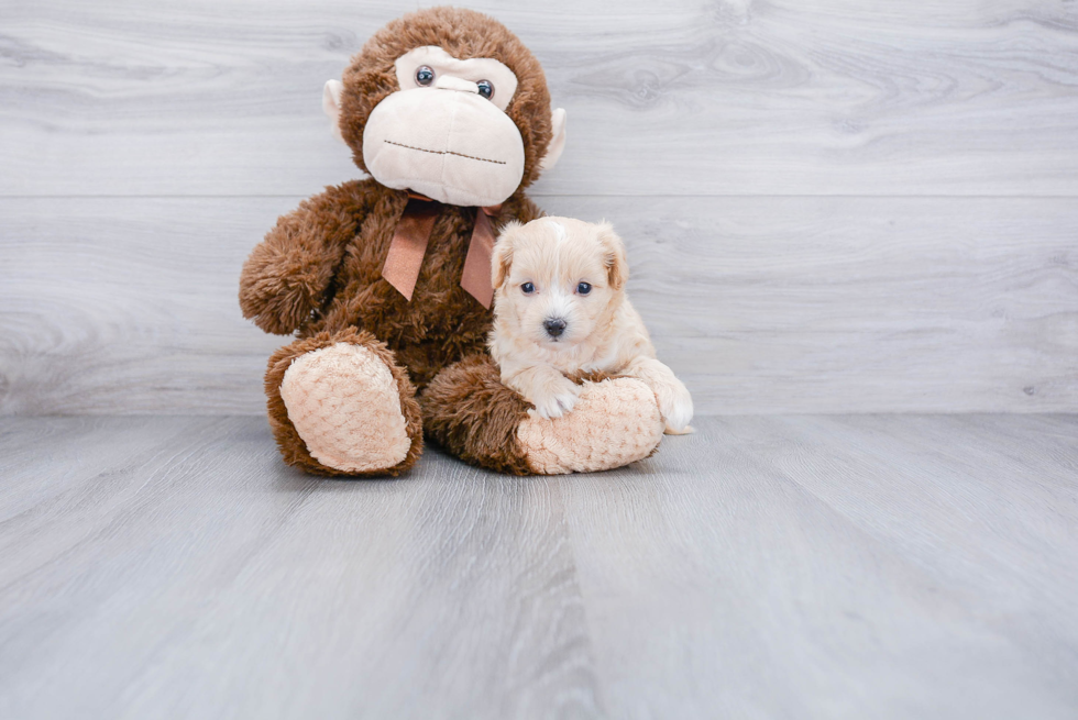 Small Maltipoo Baby