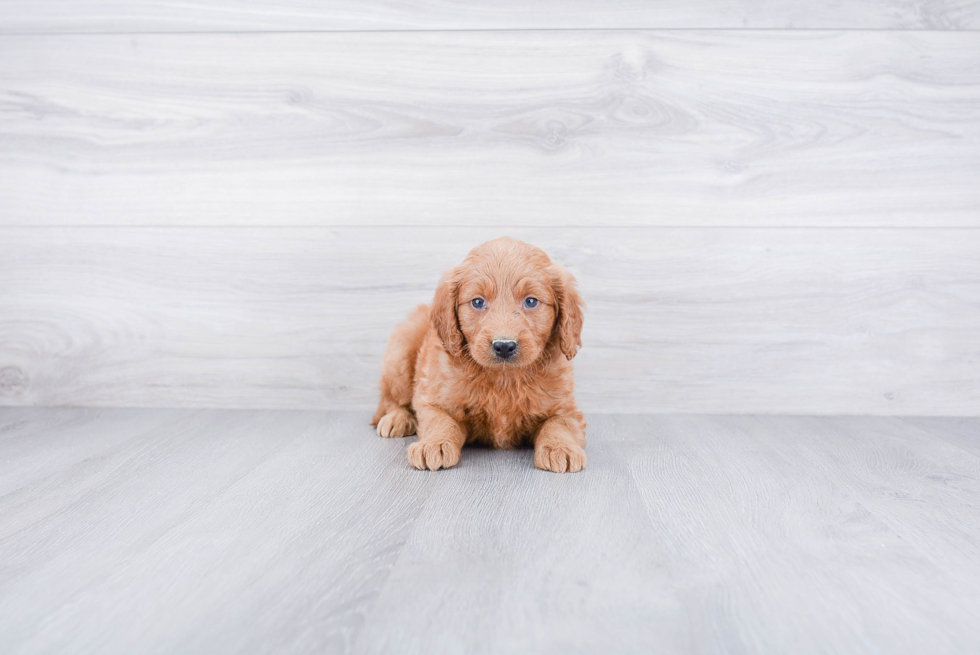 Mini Goldendoodle Pup Being Cute