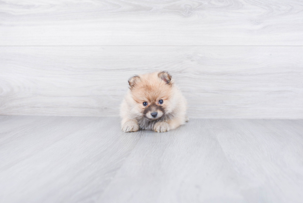 Akc Registered Pomeranian Baby