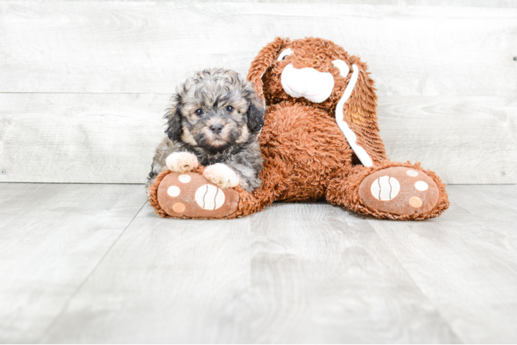 Teddy Bear Pup Being Cute