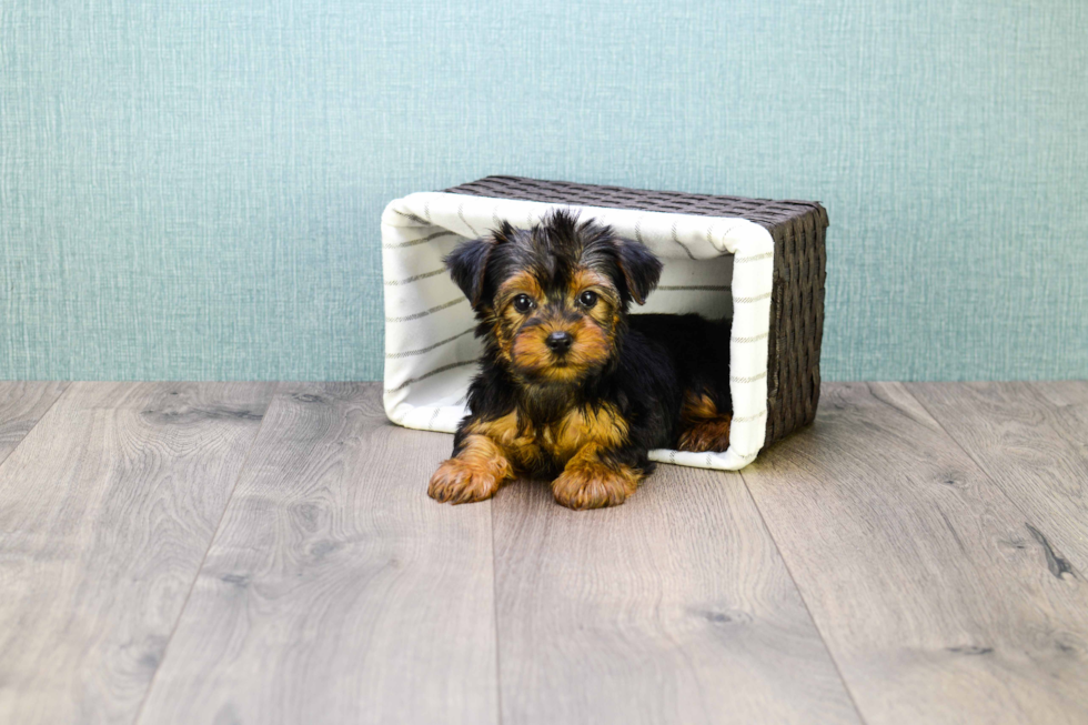 Meet Teacup-Zoro - our Yorkshire Terrier Puppy Photo 