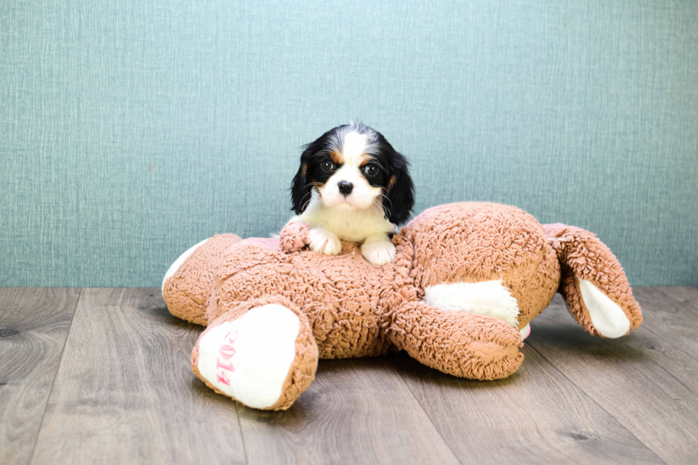 Cavalier King Charles Spaniel Puppy for Adoption