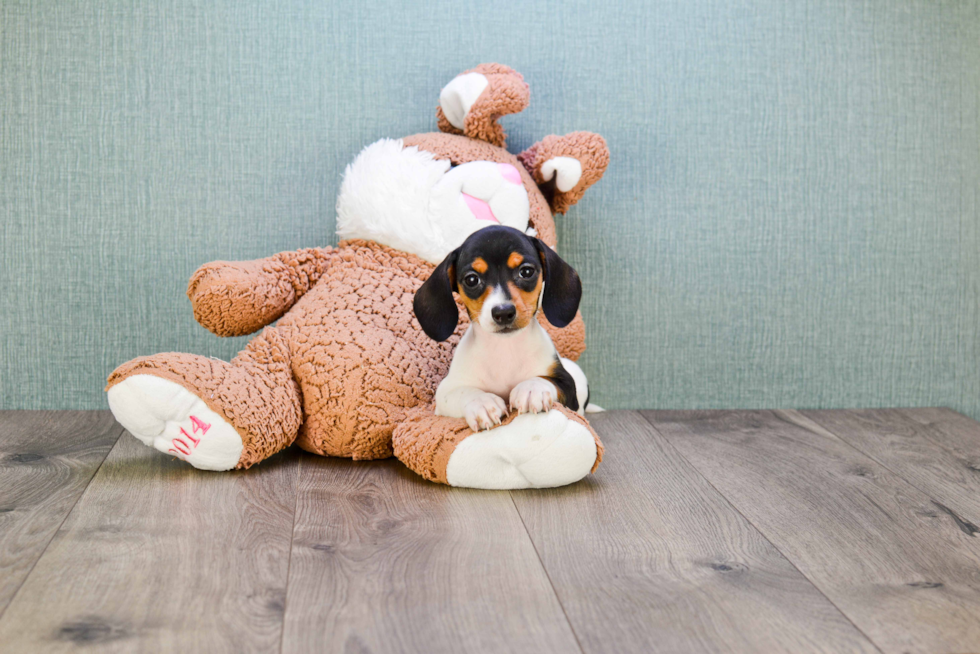 Dachshund Puppy for Adoption