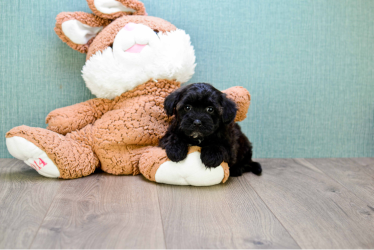 Yorkie Poo Puppy for Adoption