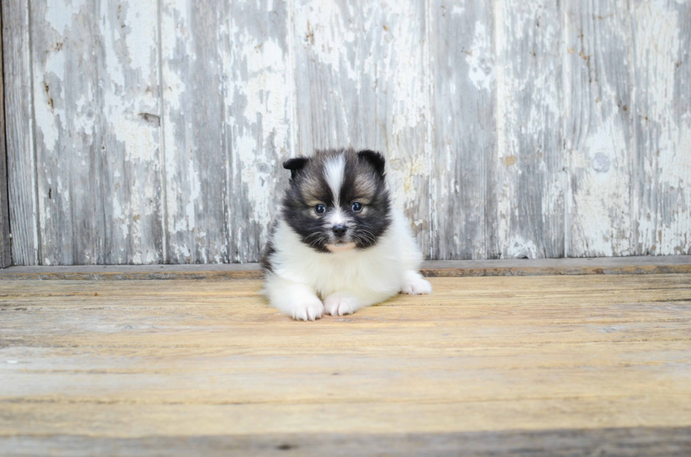 Pomeranian Pup Being Cute