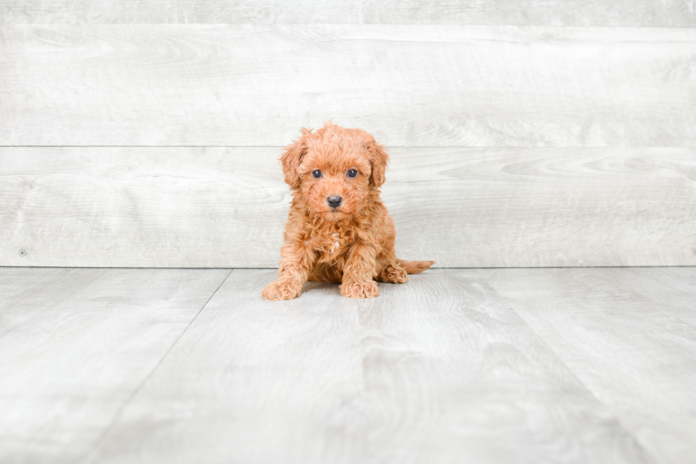 Best Cavapoo Baby