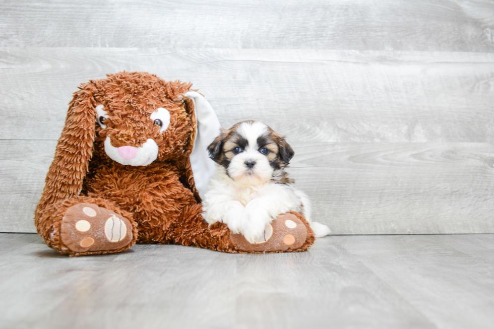 Happy Teddy Bear Baby