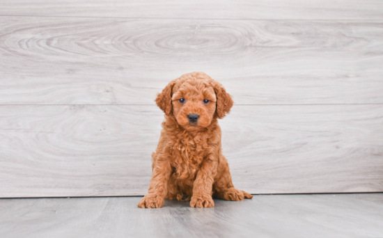 Popular Mini Goldendoodle Poodle Mix Pup