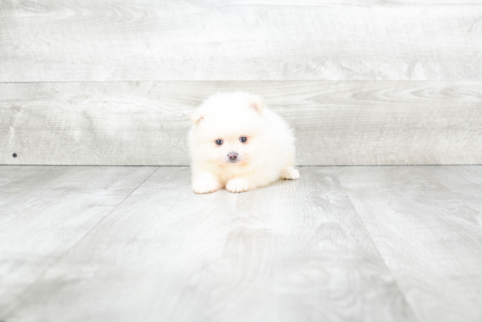 Happy Pomeranian Purebred Puppy