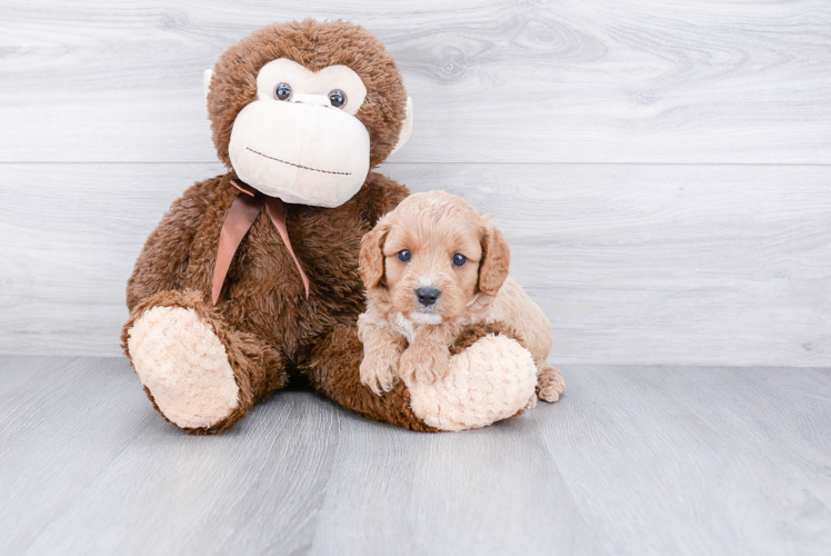 Cavapoo Puppy for Adoption