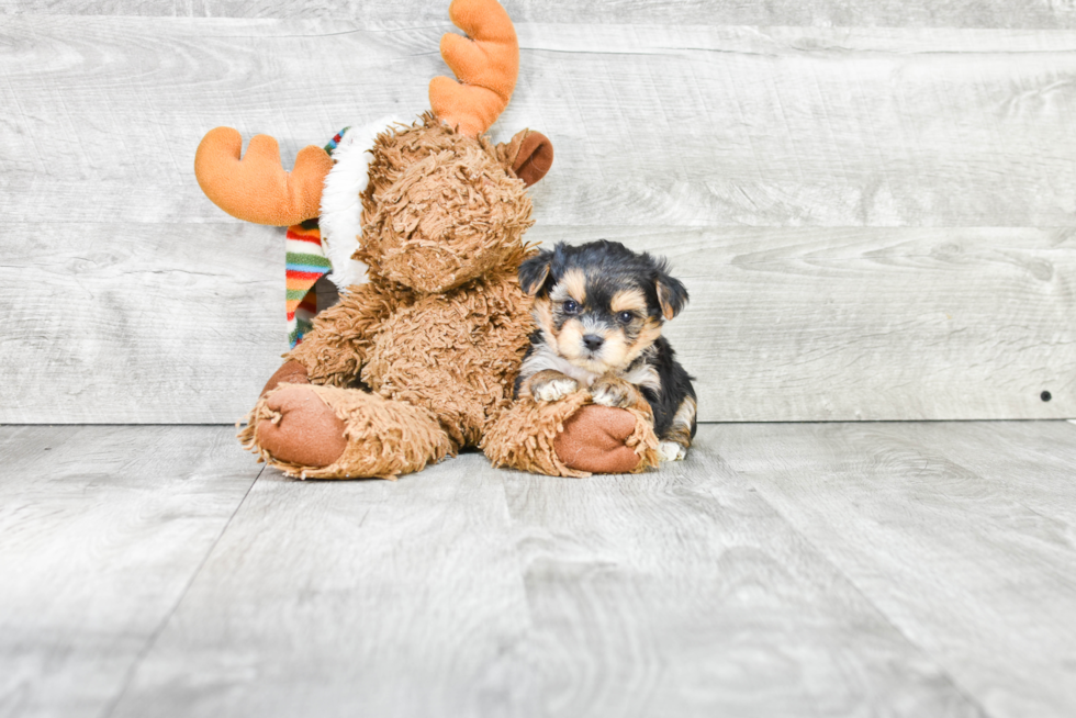 Morkie Pup Being Cute