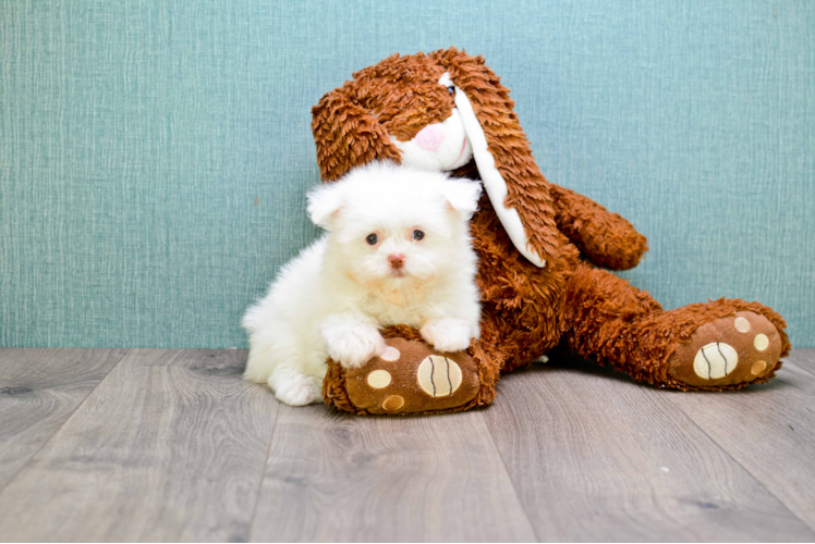 Maltipom Pup Being Cute