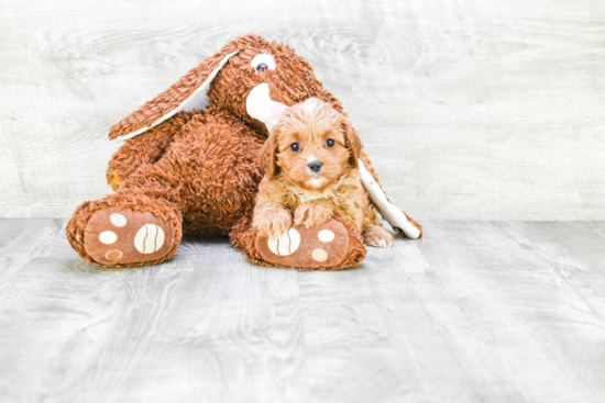 Friendly Cavapoo Baby