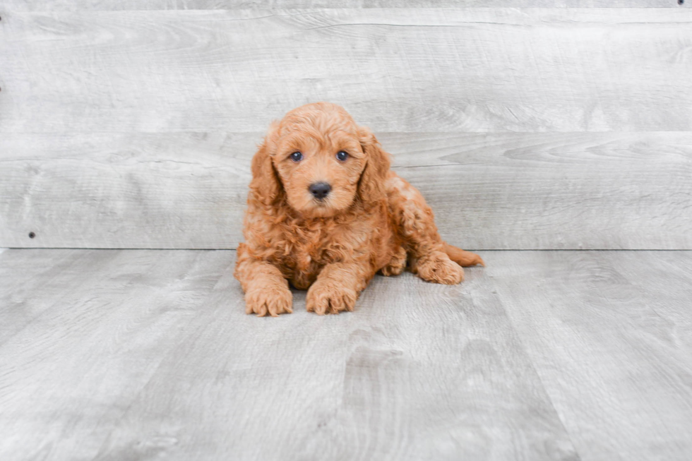 Popular Mini Goldendoodle Poodle Mix Pup