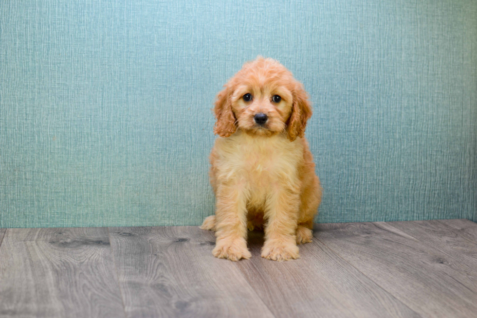 Energetic Golden Retriever Poodle Mix Puppy