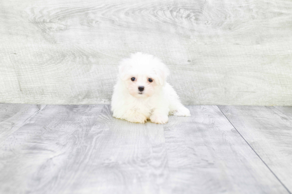 Maltese Puppy for Adoption