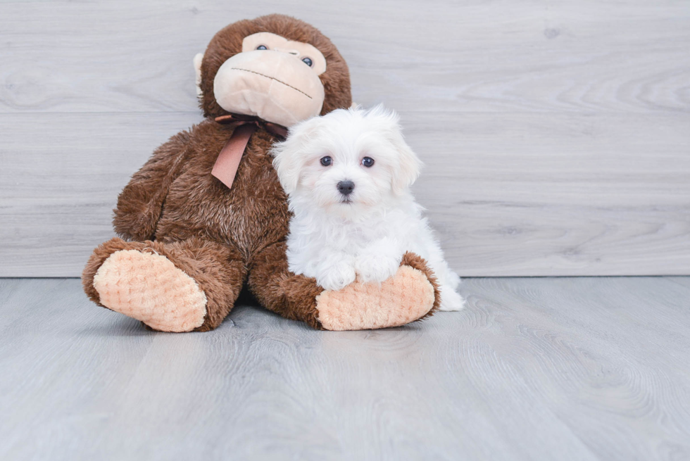 Funny Maltese Baby