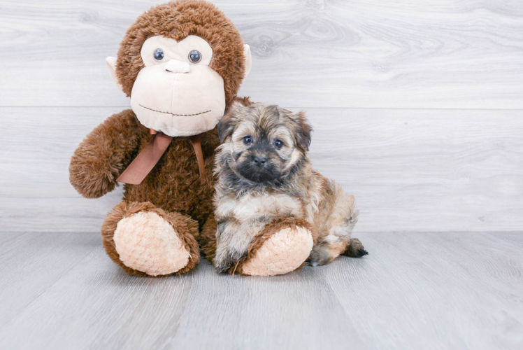 Havanese Pup Being Cute