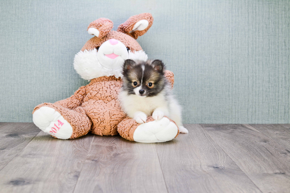 Sweet Pomeranian Purebred Puppy