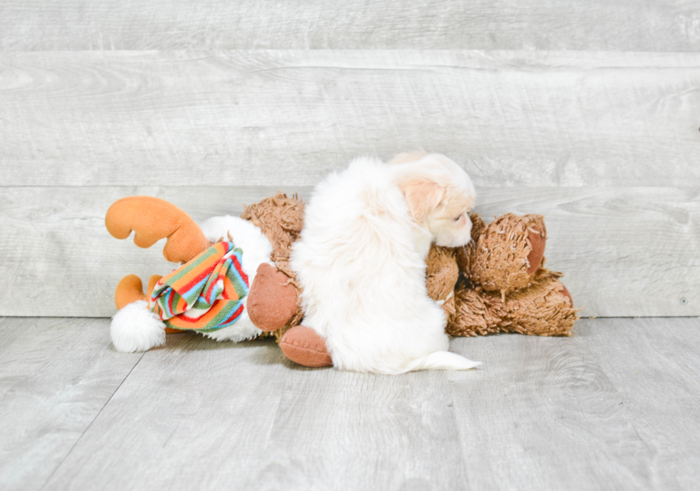 Friendly Havanese Baby