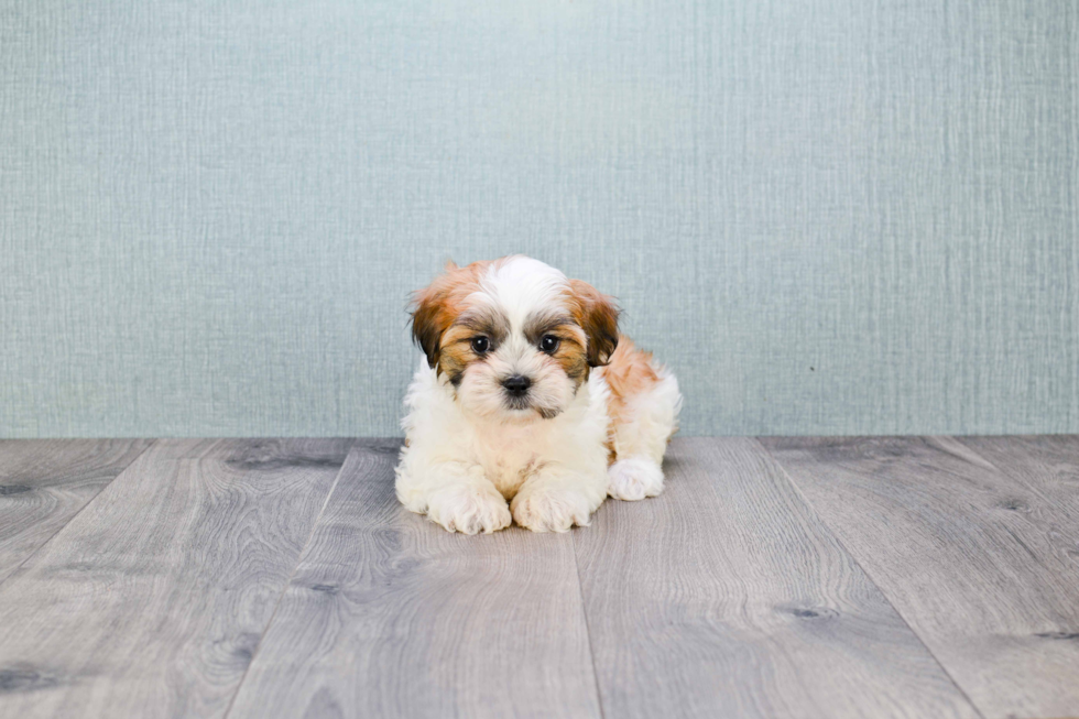 Teddy Bear Pup Being Cute