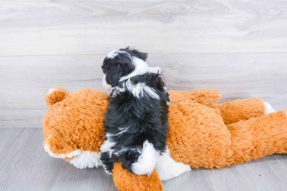 Friendly Havanese Purebred Pup