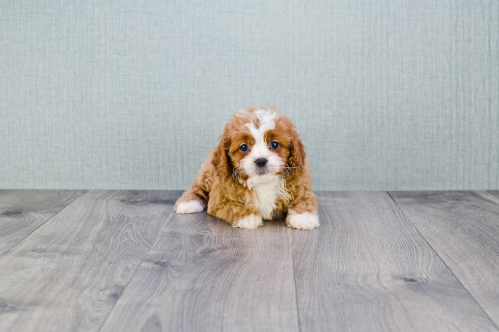 Friendly Cavapoo Baby