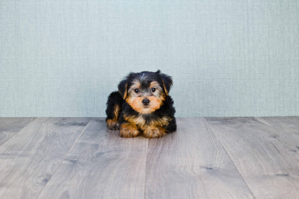 Meet Lisa - our Yorkshire Terrier Puppy Photo 