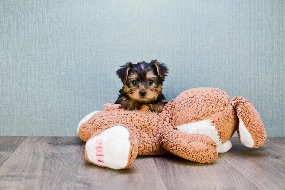 Meet Rascal - our Yorkshire Terrier Puppy Photo 