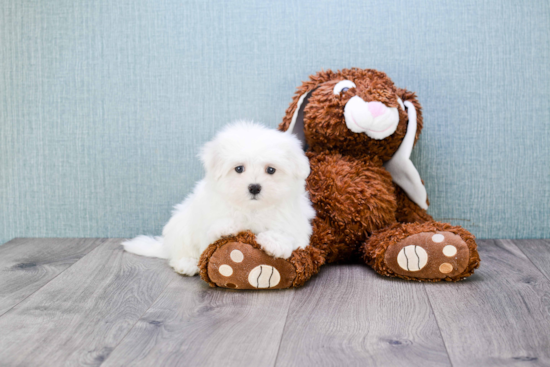 Maltese Pup Being Cute