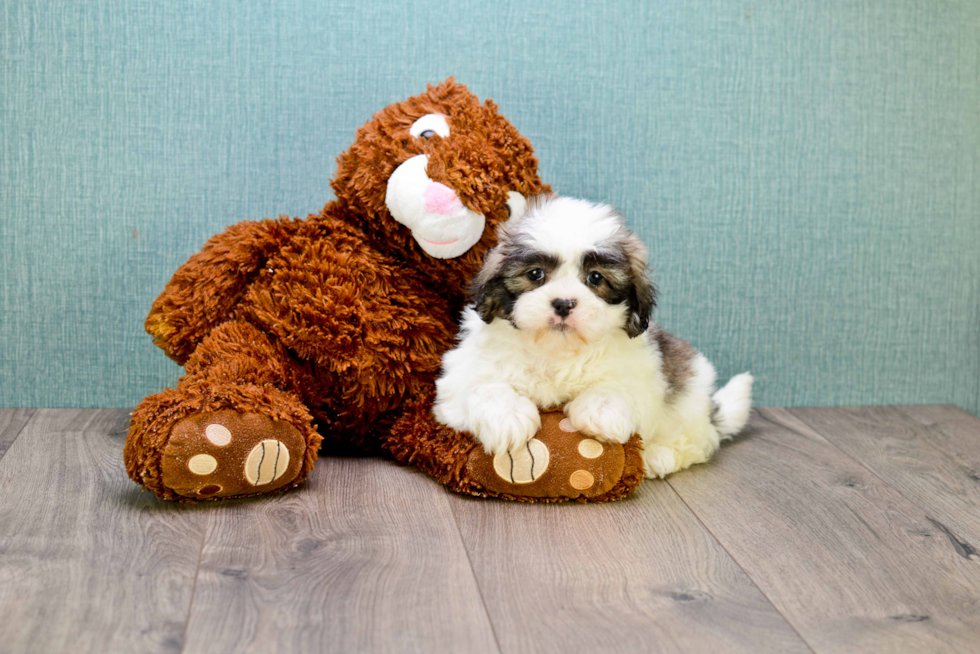 Teddy Bear Pup Being Cute