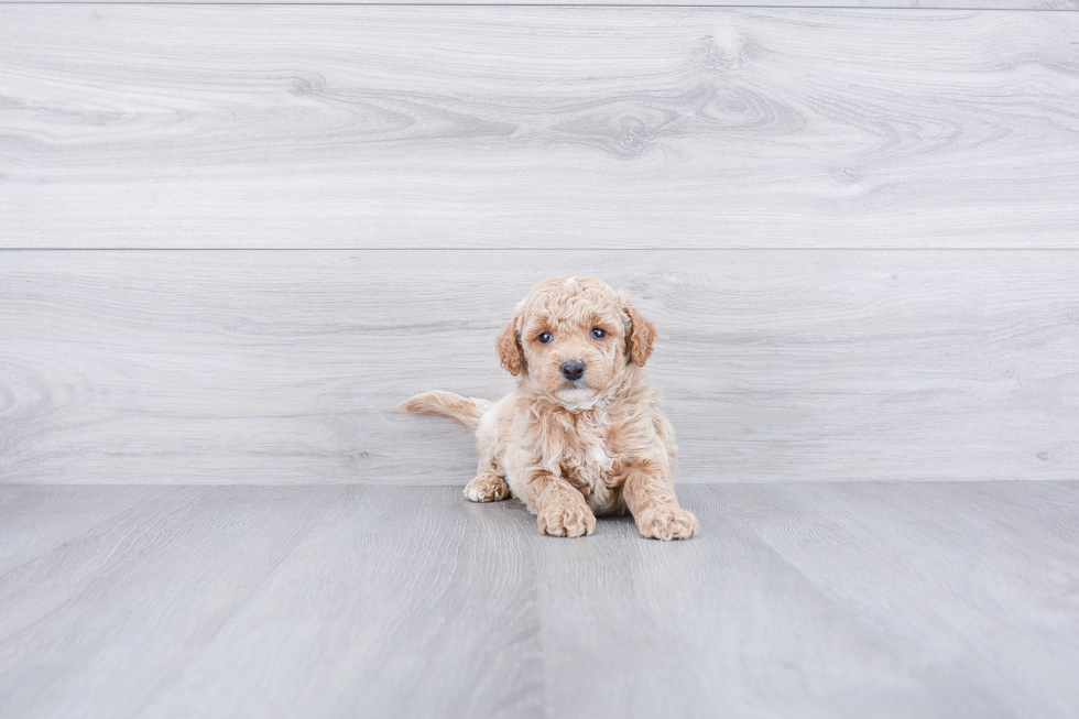 Fluffy Mini Goldendoodle Poodle Mix Pup