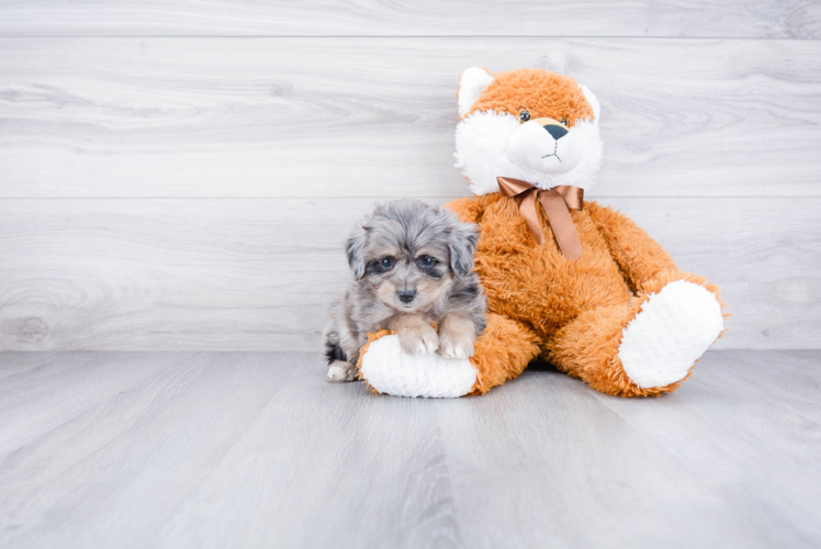 Friendly Mini Aussiedoodle Baby